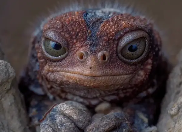 gros plan sur un crapaud fait par IA et le moteur d'optimisation Topaz